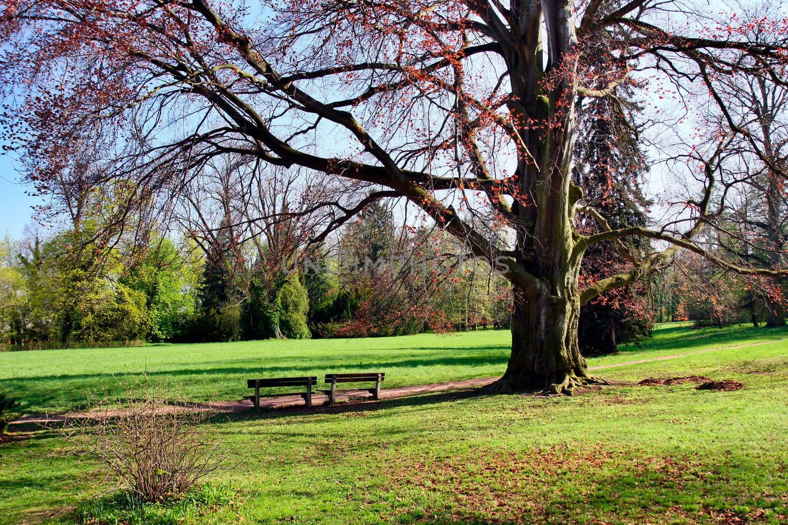 place for relaxation, green park in spring with stately beech tree