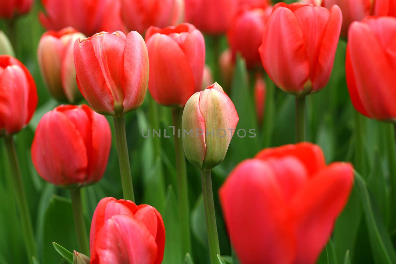 tulips background