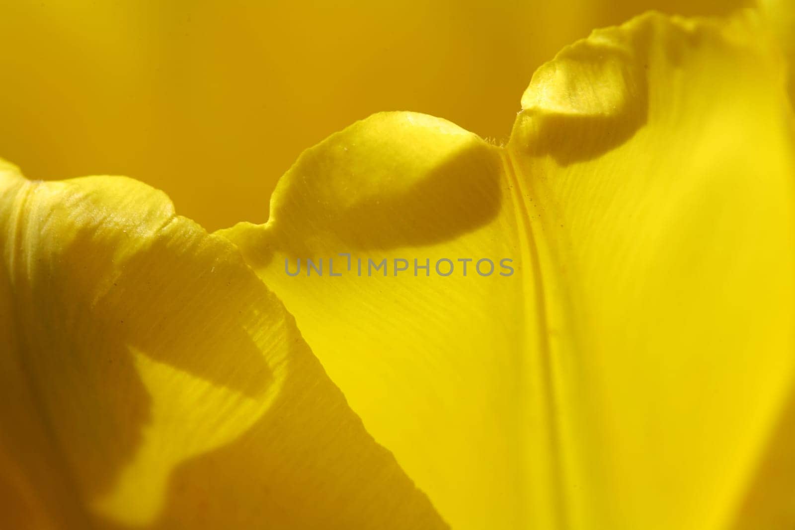 tulips background