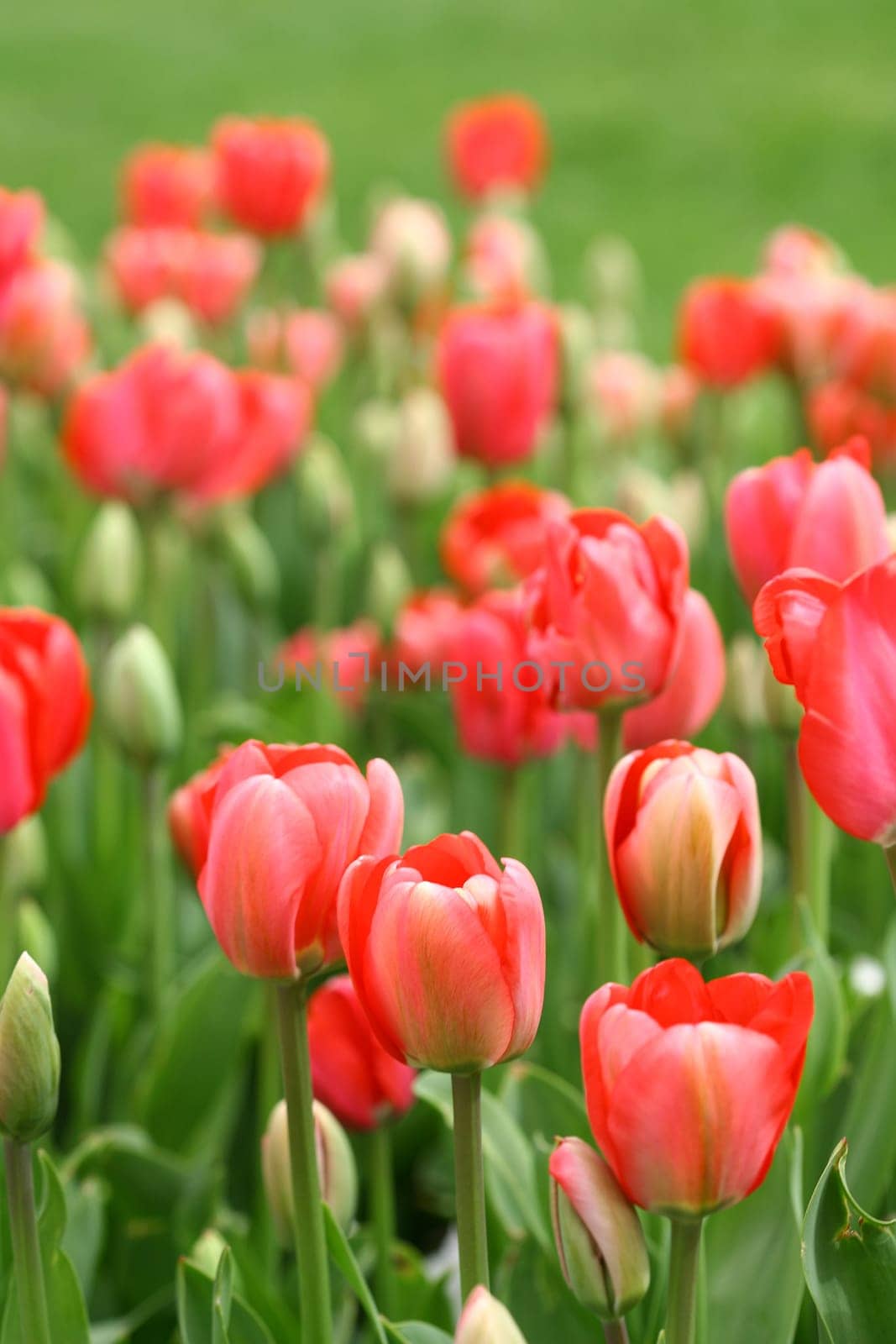 tulips background