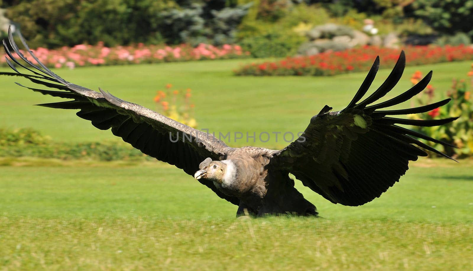 Condor Fly...