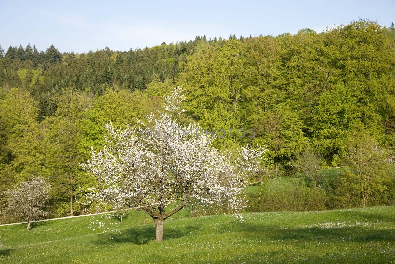 Apple tree