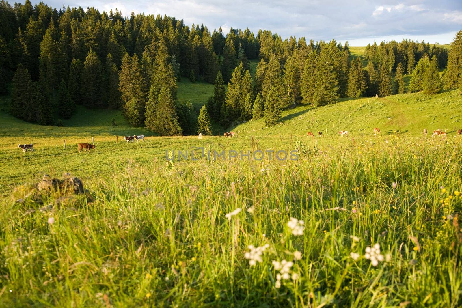 Alpine meadow