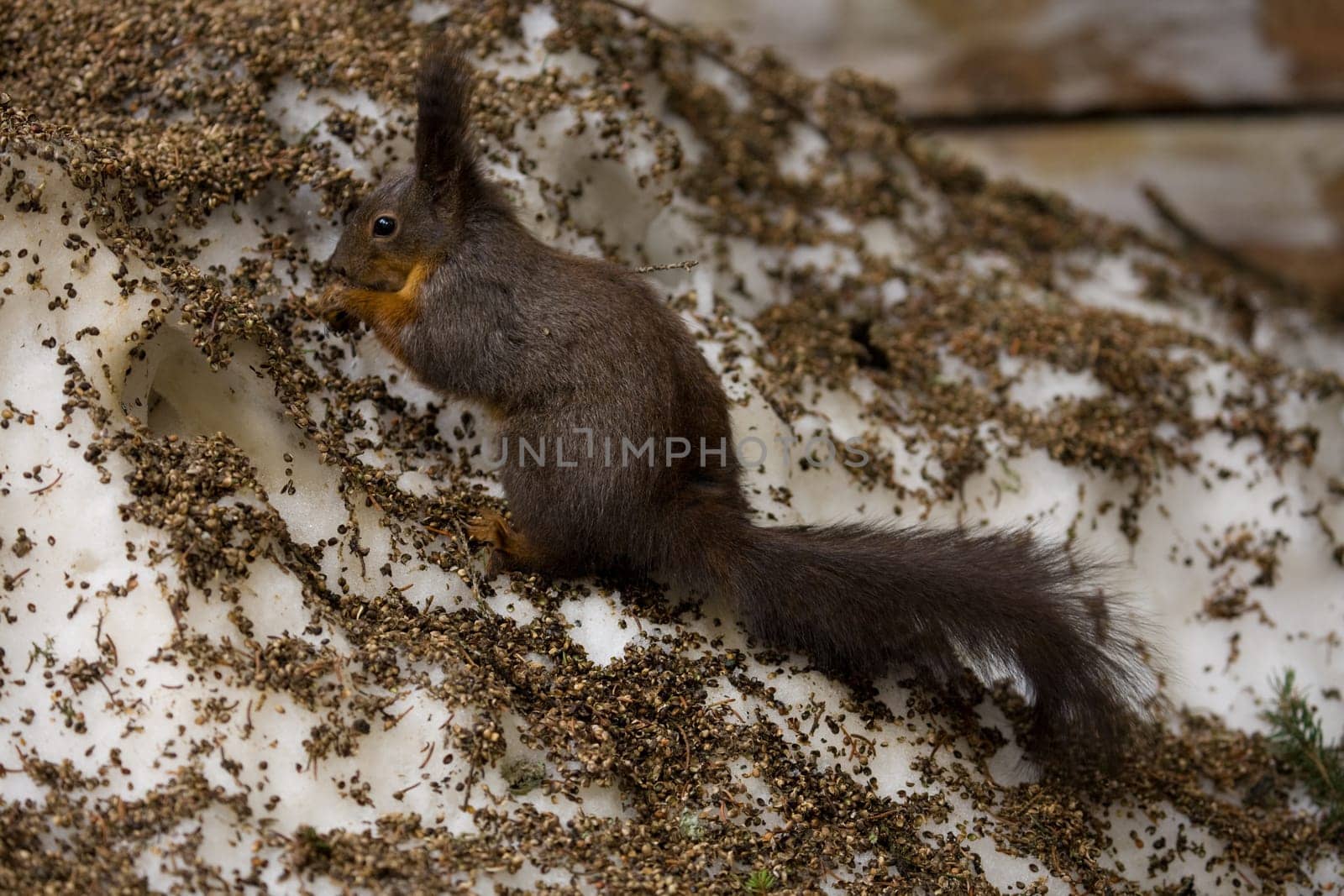 Squirrel