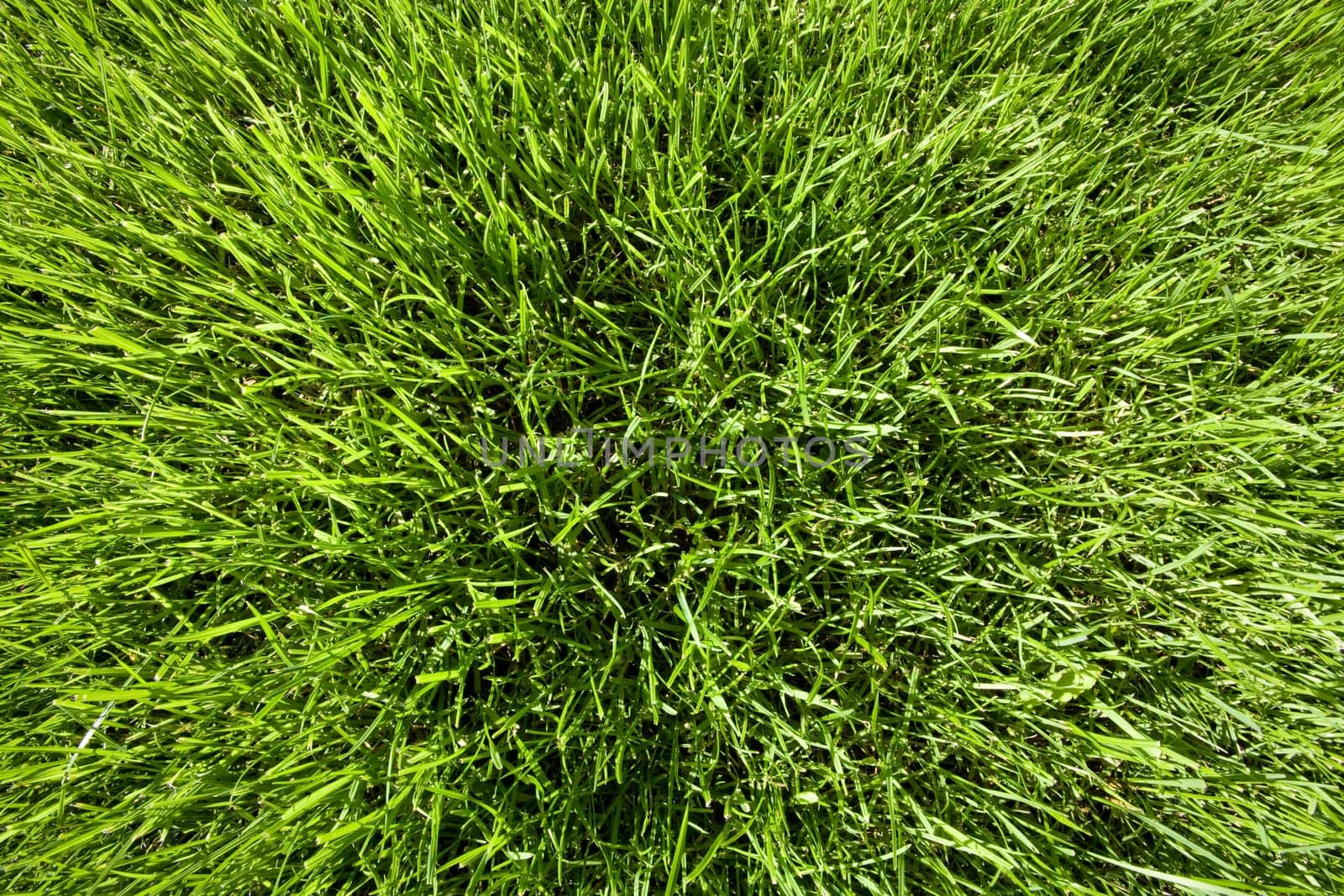 Lawn