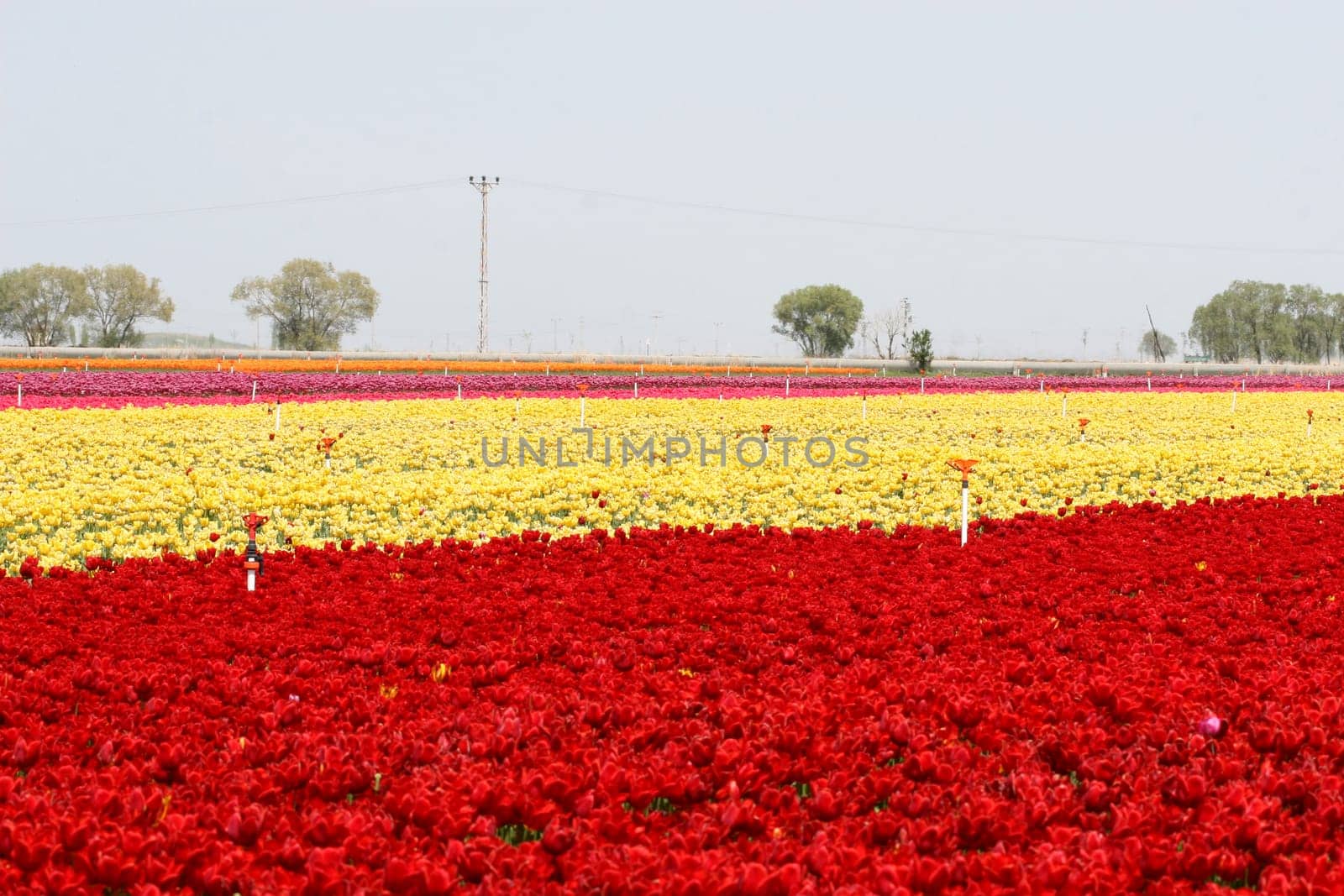 tulips background
