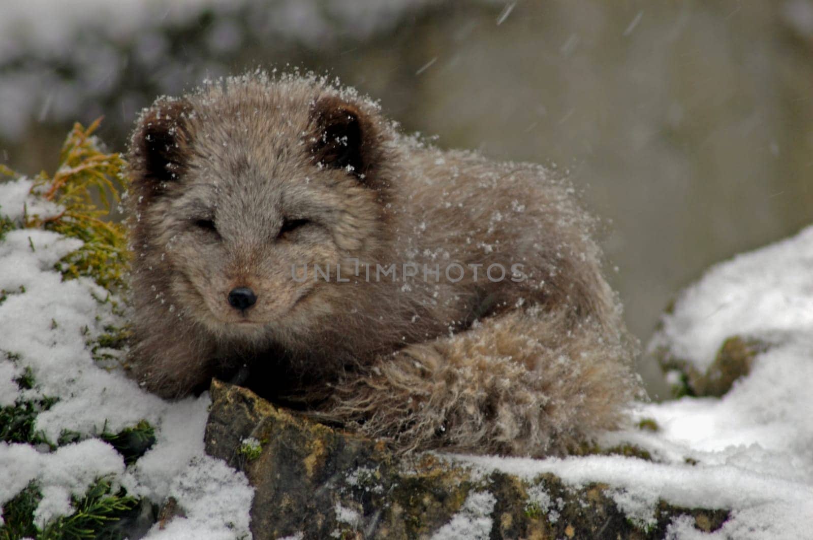 Polar fox