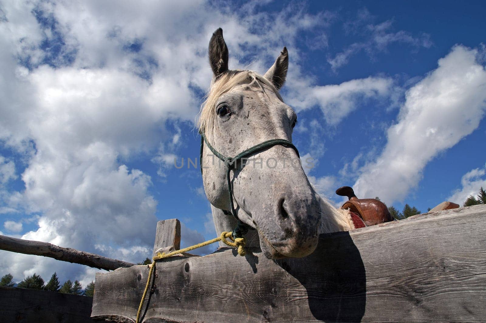 horse looking over hoarding 2