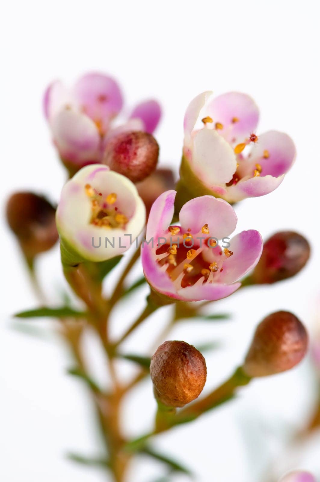 Pink flowers