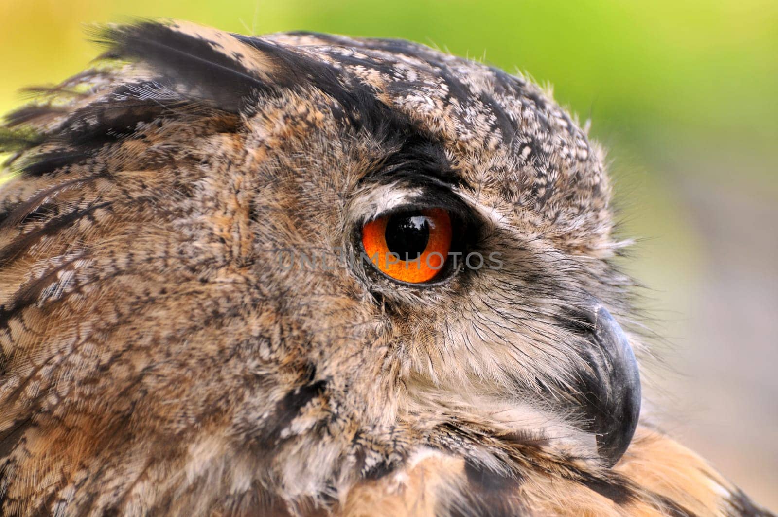 Eagle owl