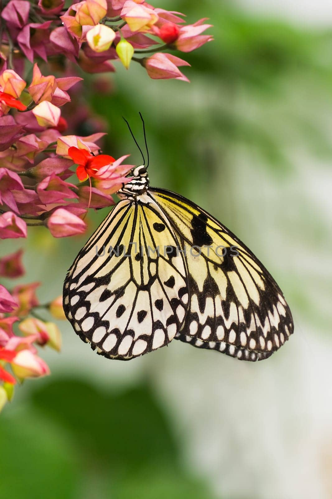 Paper kite butterfly - vertical image