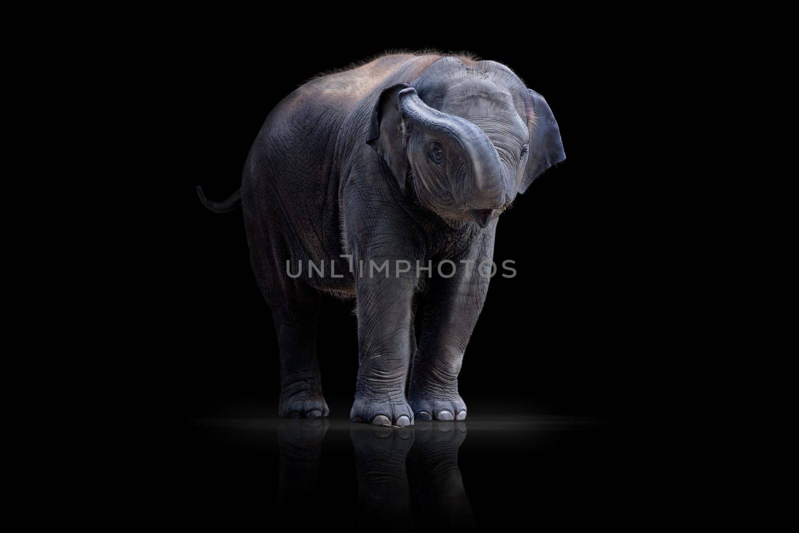 Baby Elephant wd286