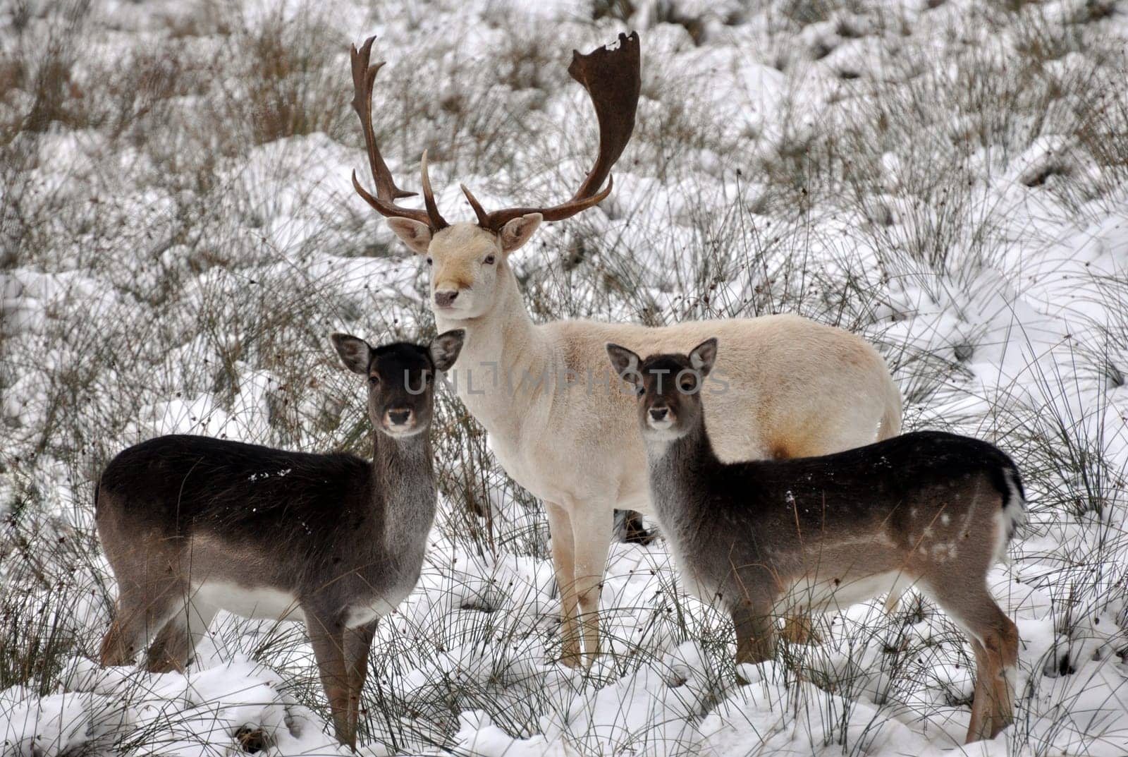 Family Fallow Deer (In the Wildlife Park)