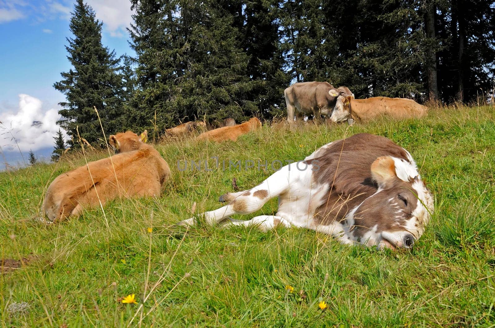 Siesta
