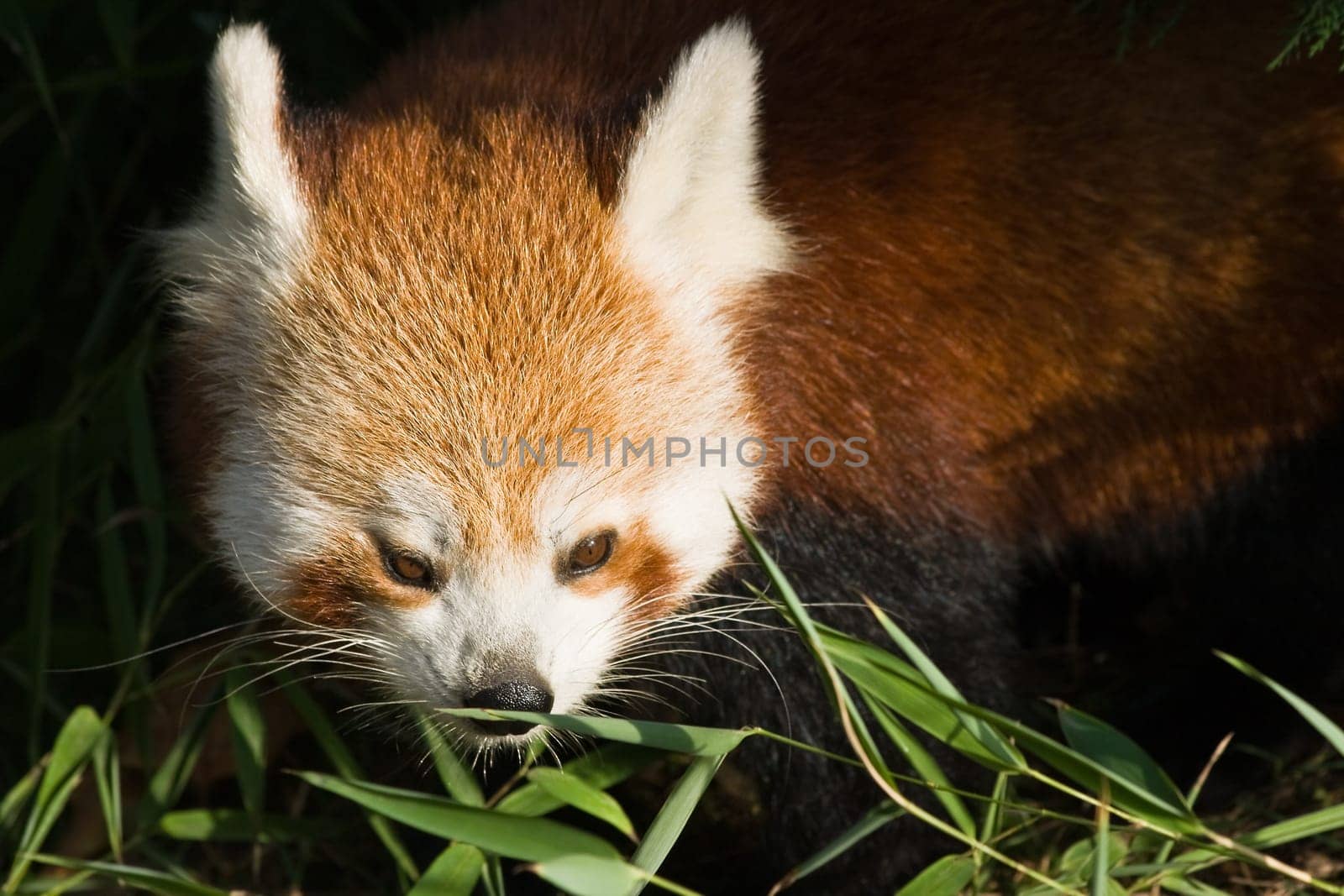 Red panda eating bamboo