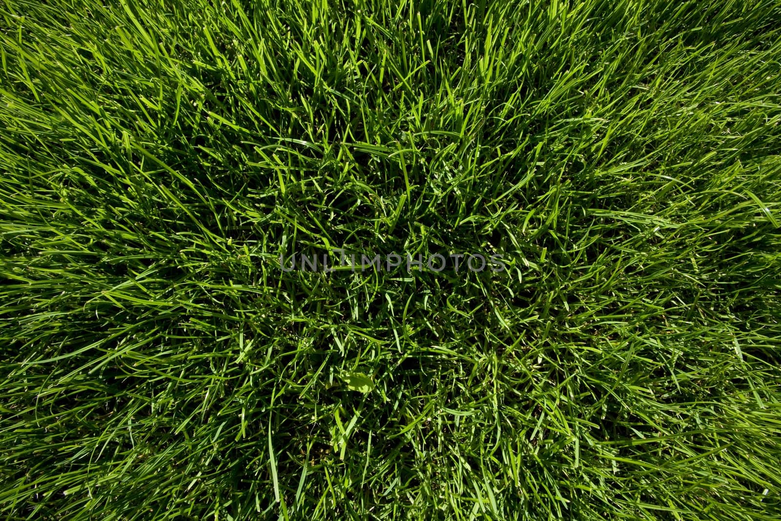 Lawn