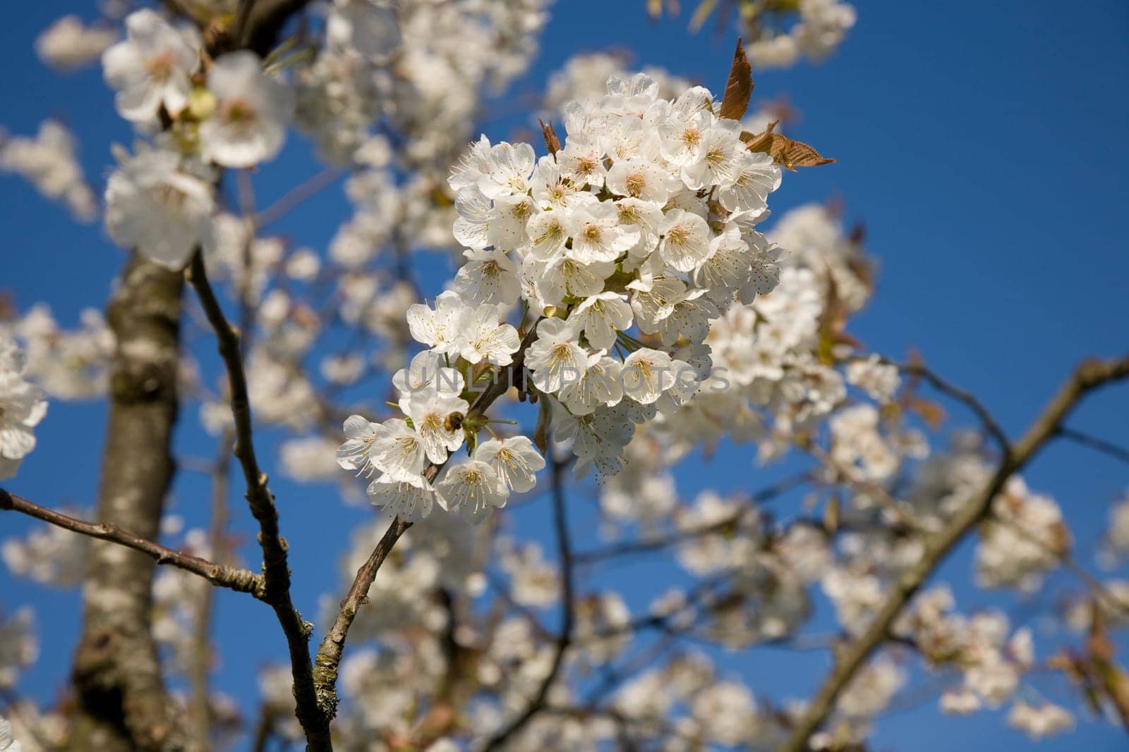 Blossoms Apple Tree