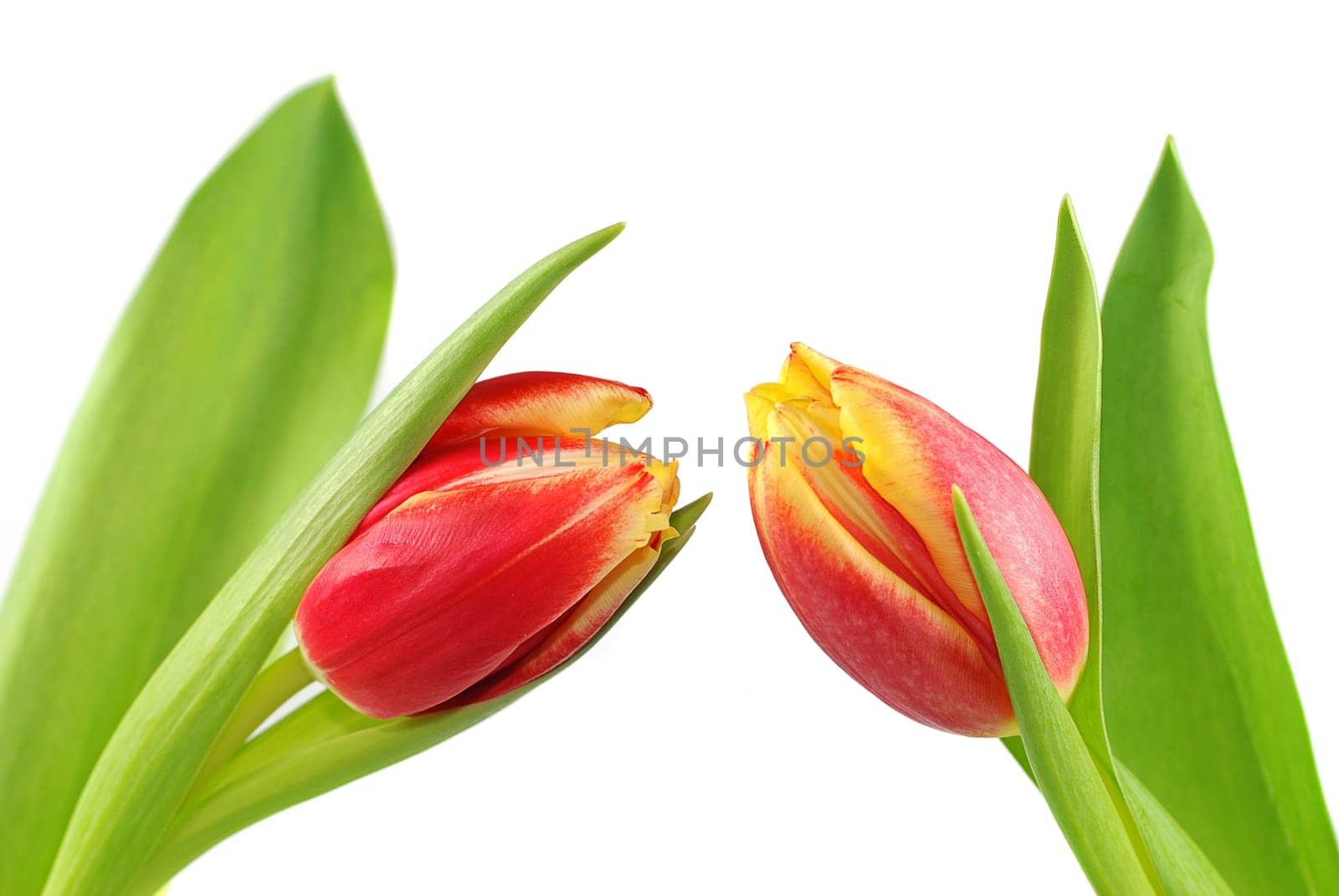Pair of tulips