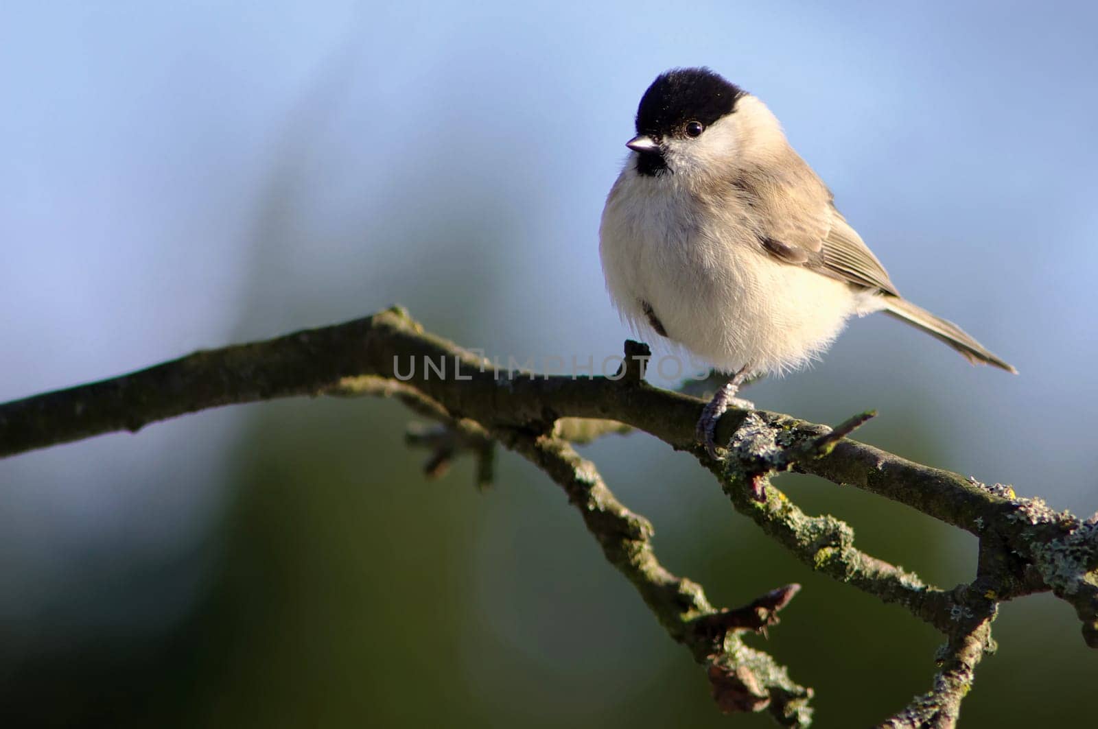 Marsh,Nun's,Poecile Palustris,Songbird