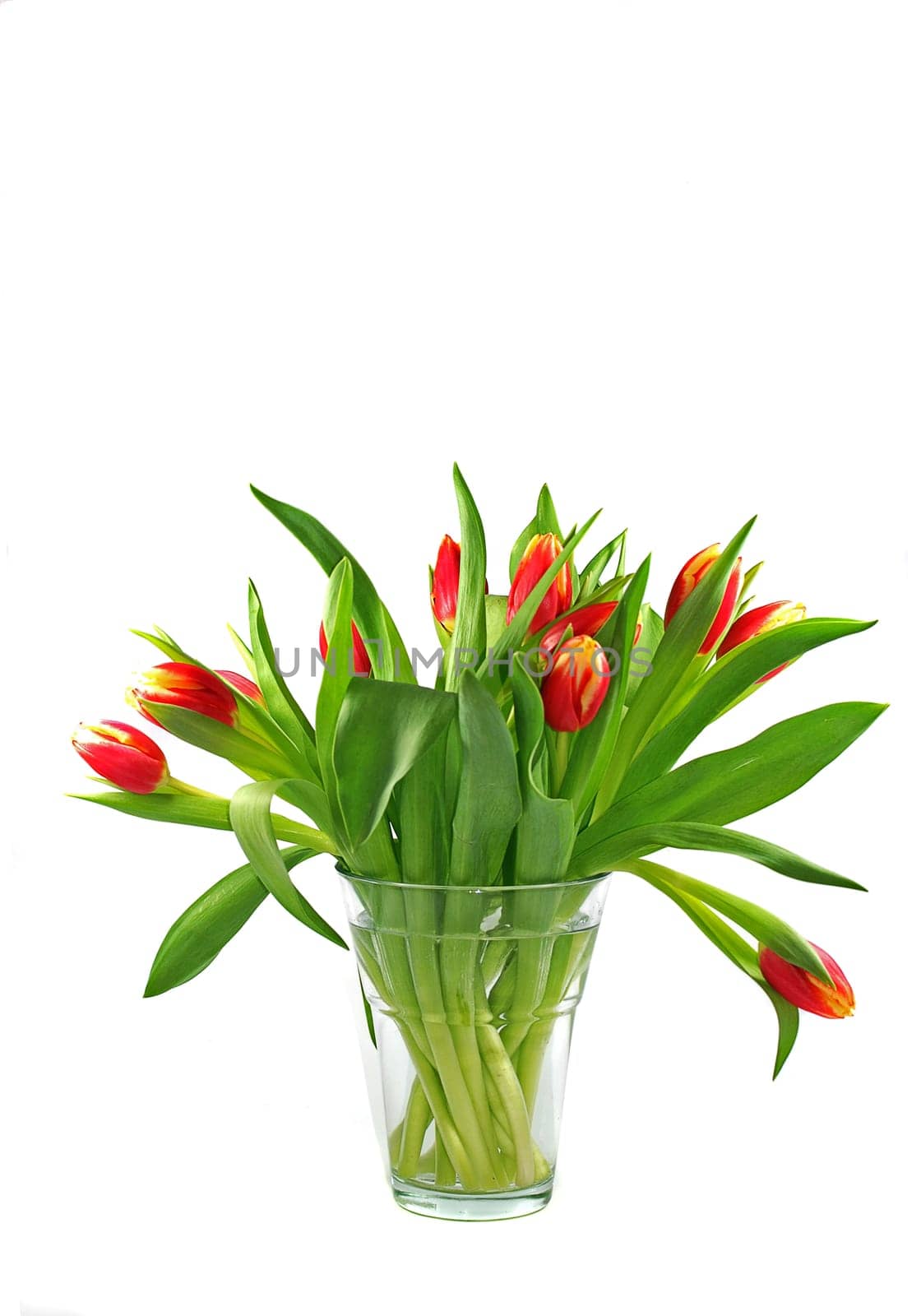 Tulip bouquet