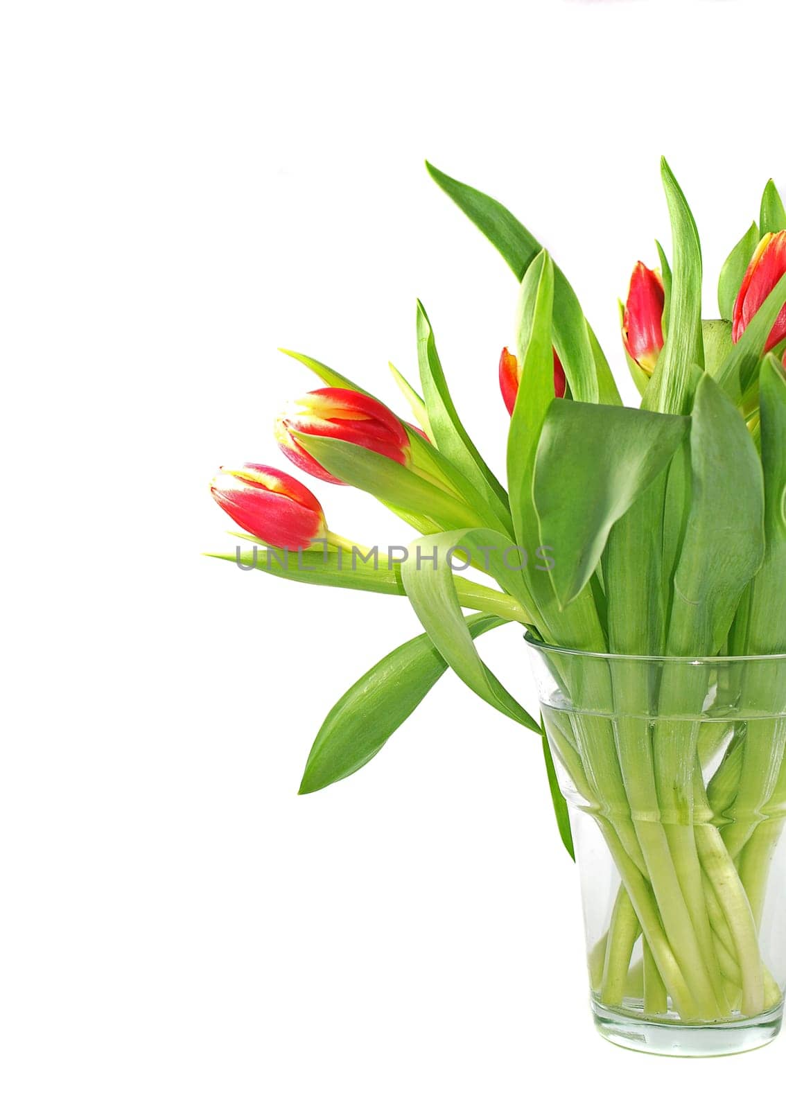 Tulip bouquet