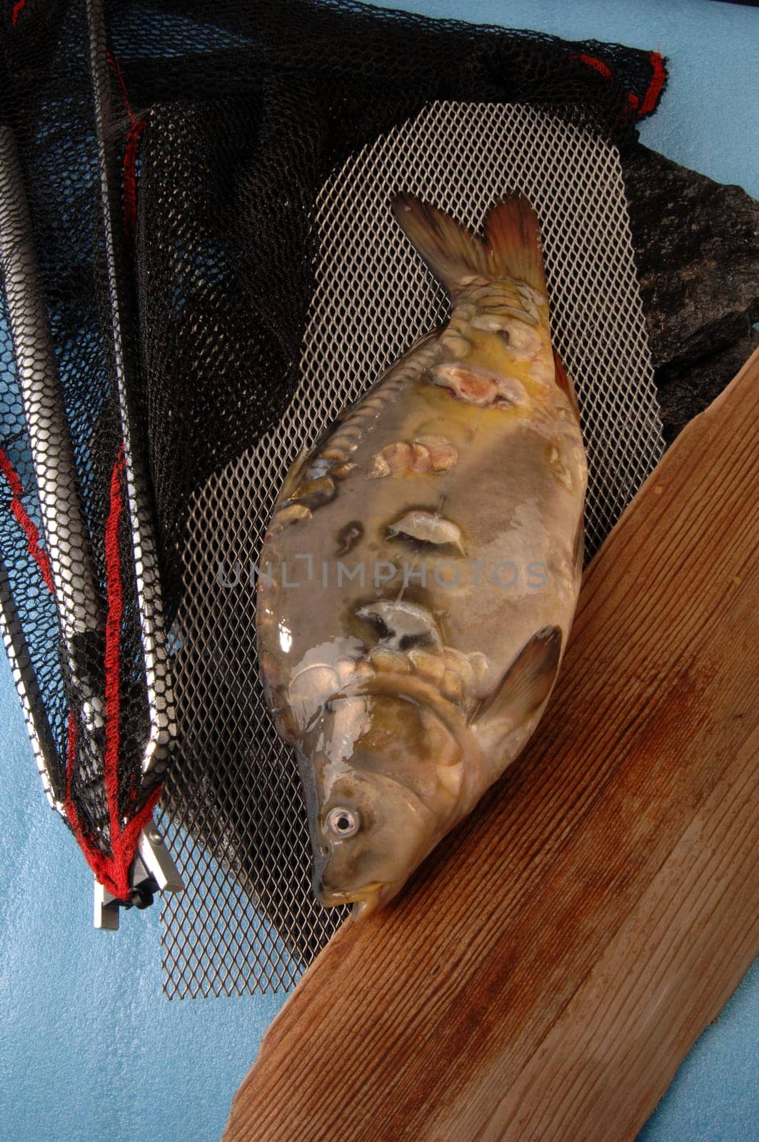 carp