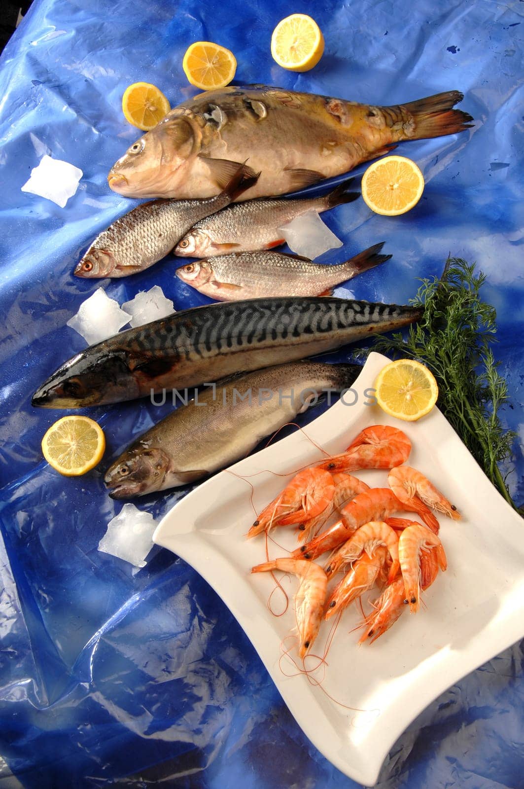 fish
