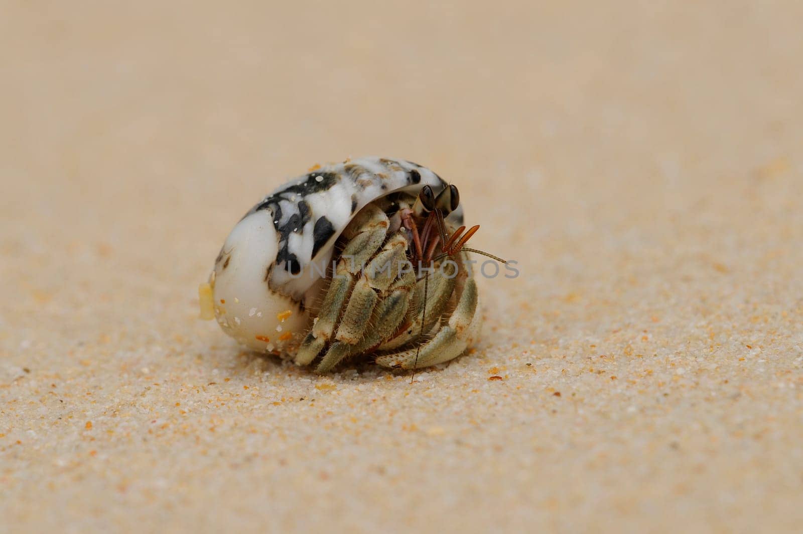 Hermit crab