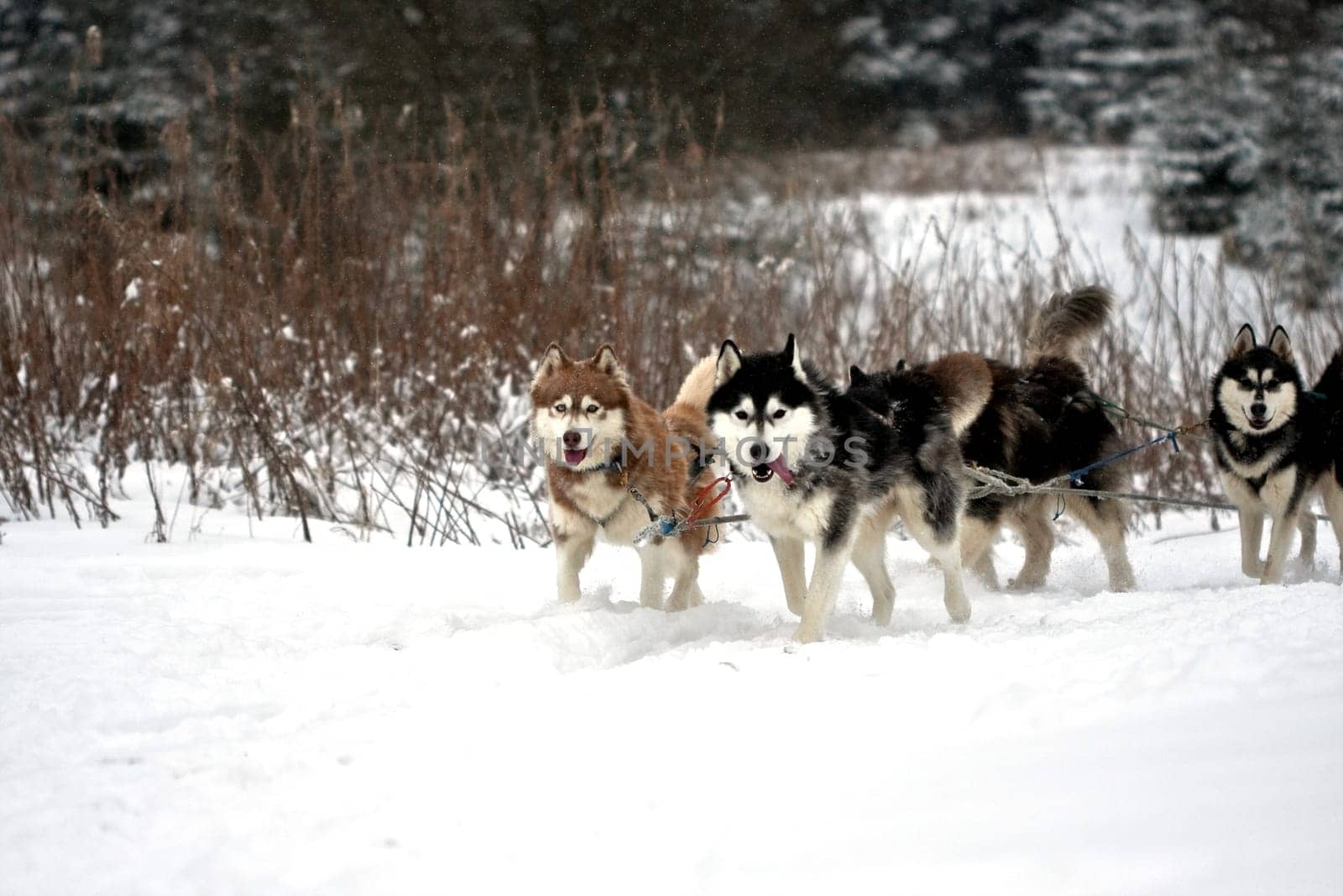 Huskies......