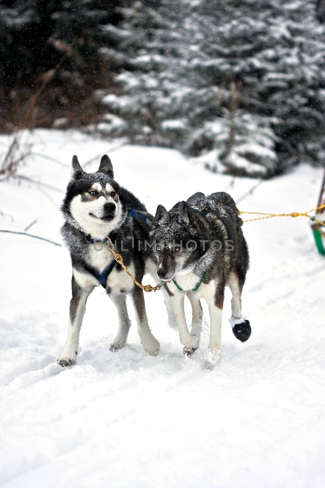 Huskies....