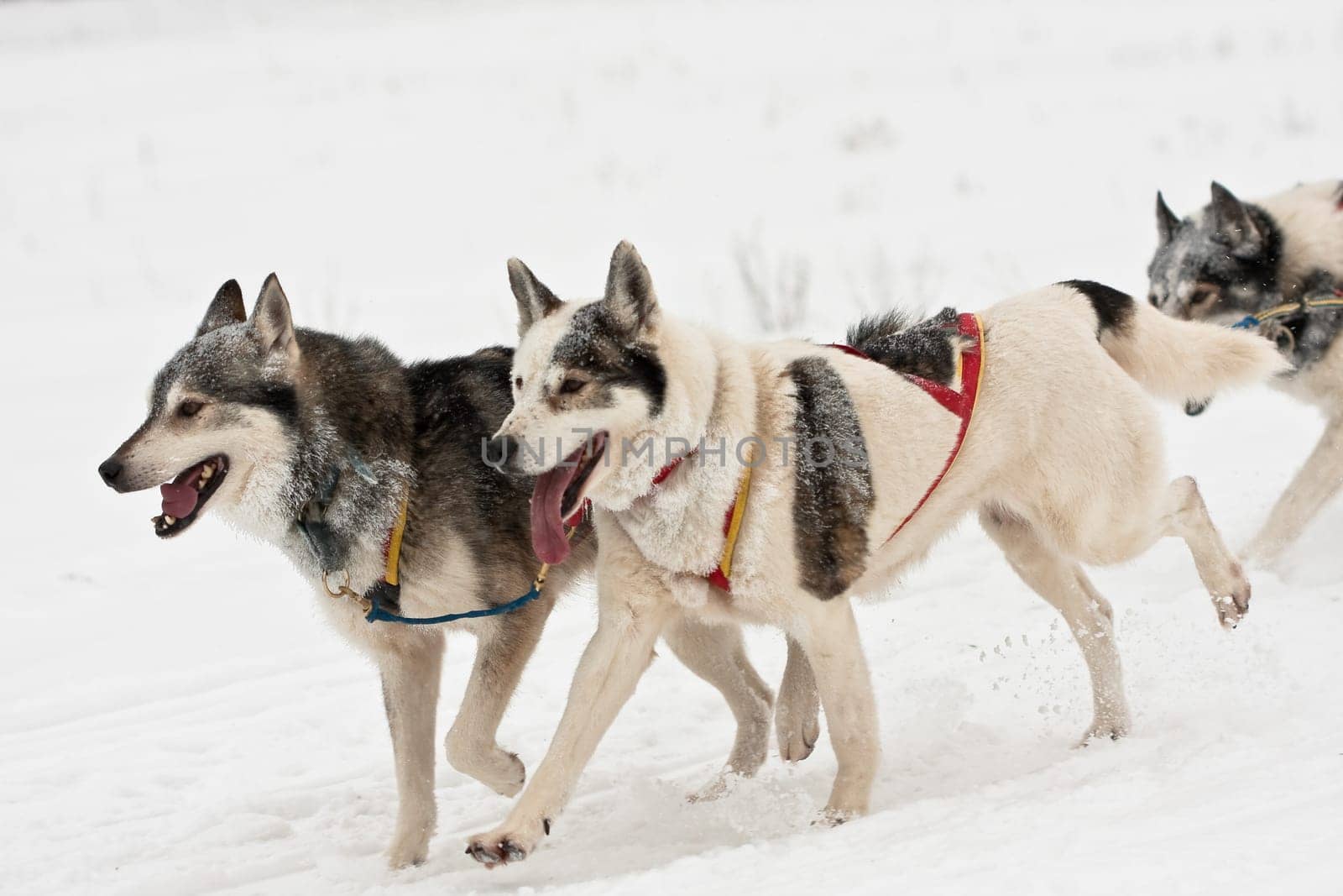 Huskies..........
