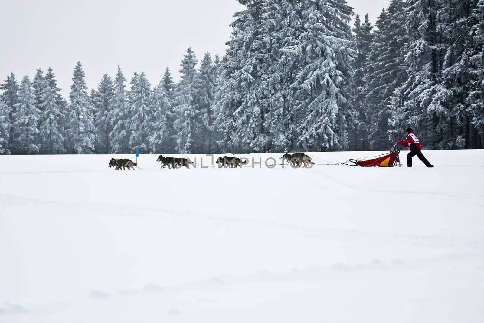 Huskie racing