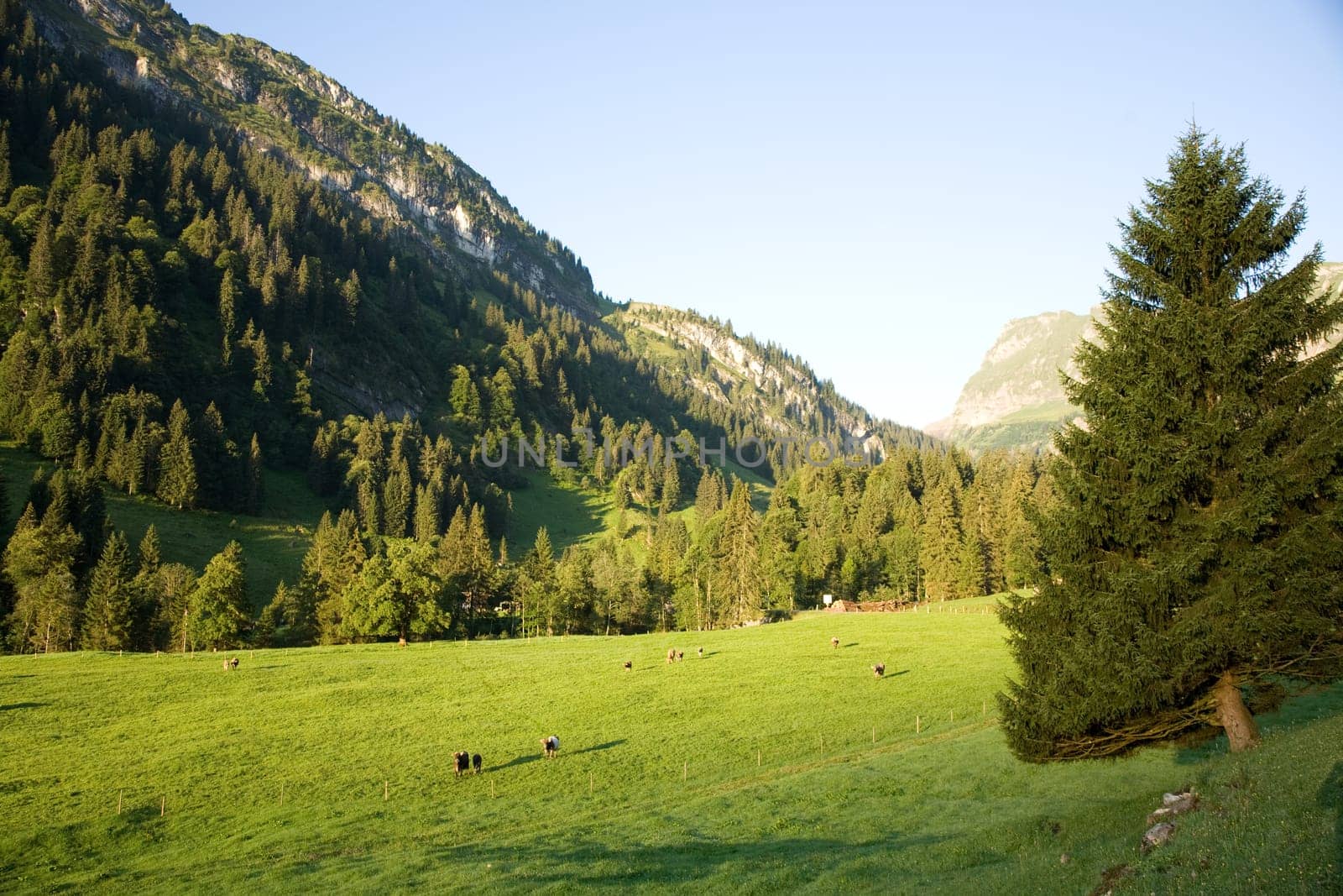 Cow pasture