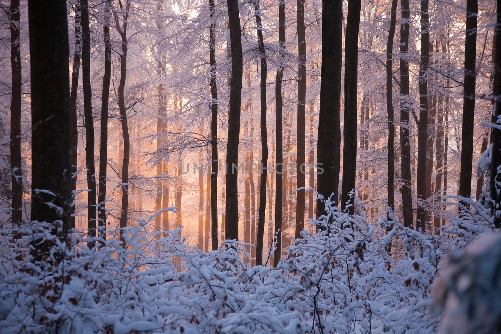 Sun in the snowy forest