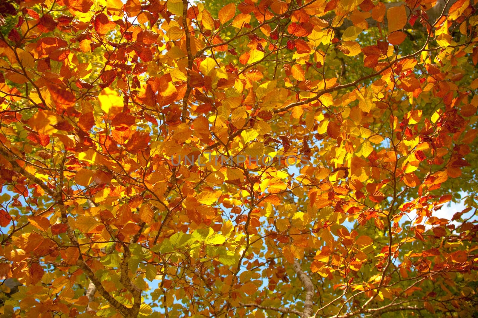 Autumn leaves