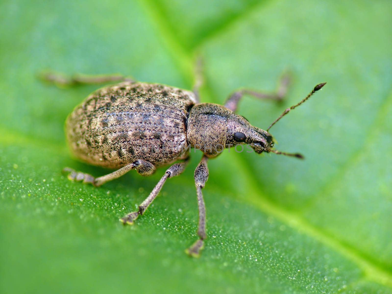 Cube-spotted dust weevil