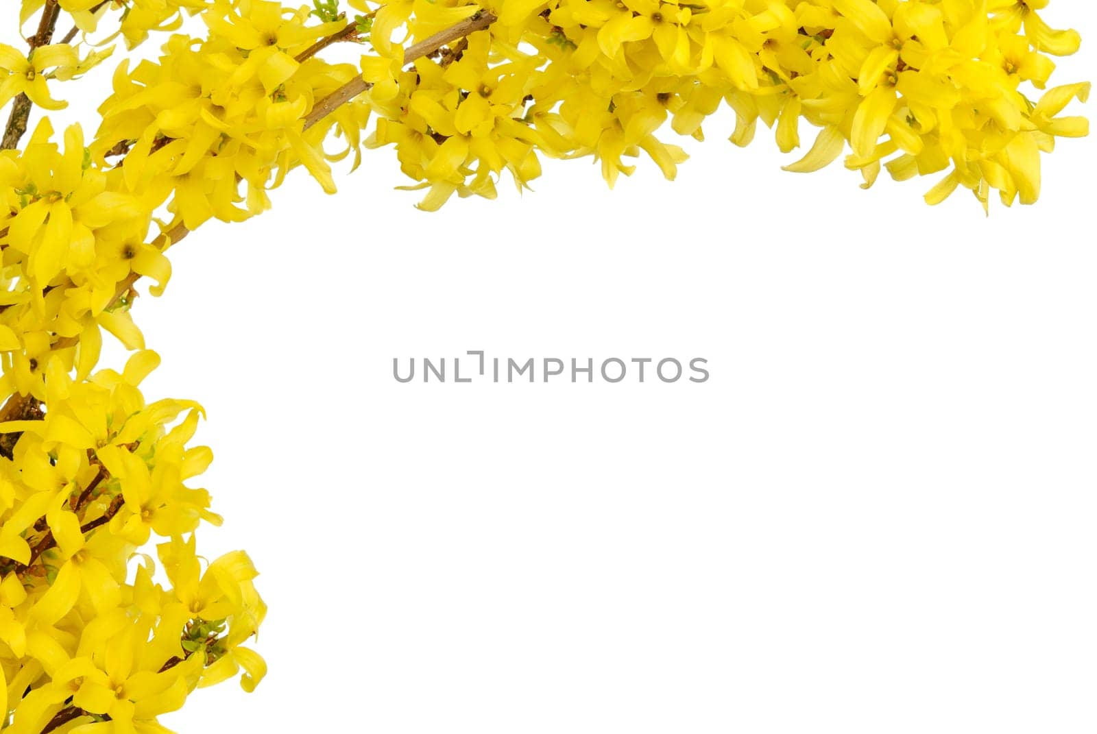 Easter frame from forsythia