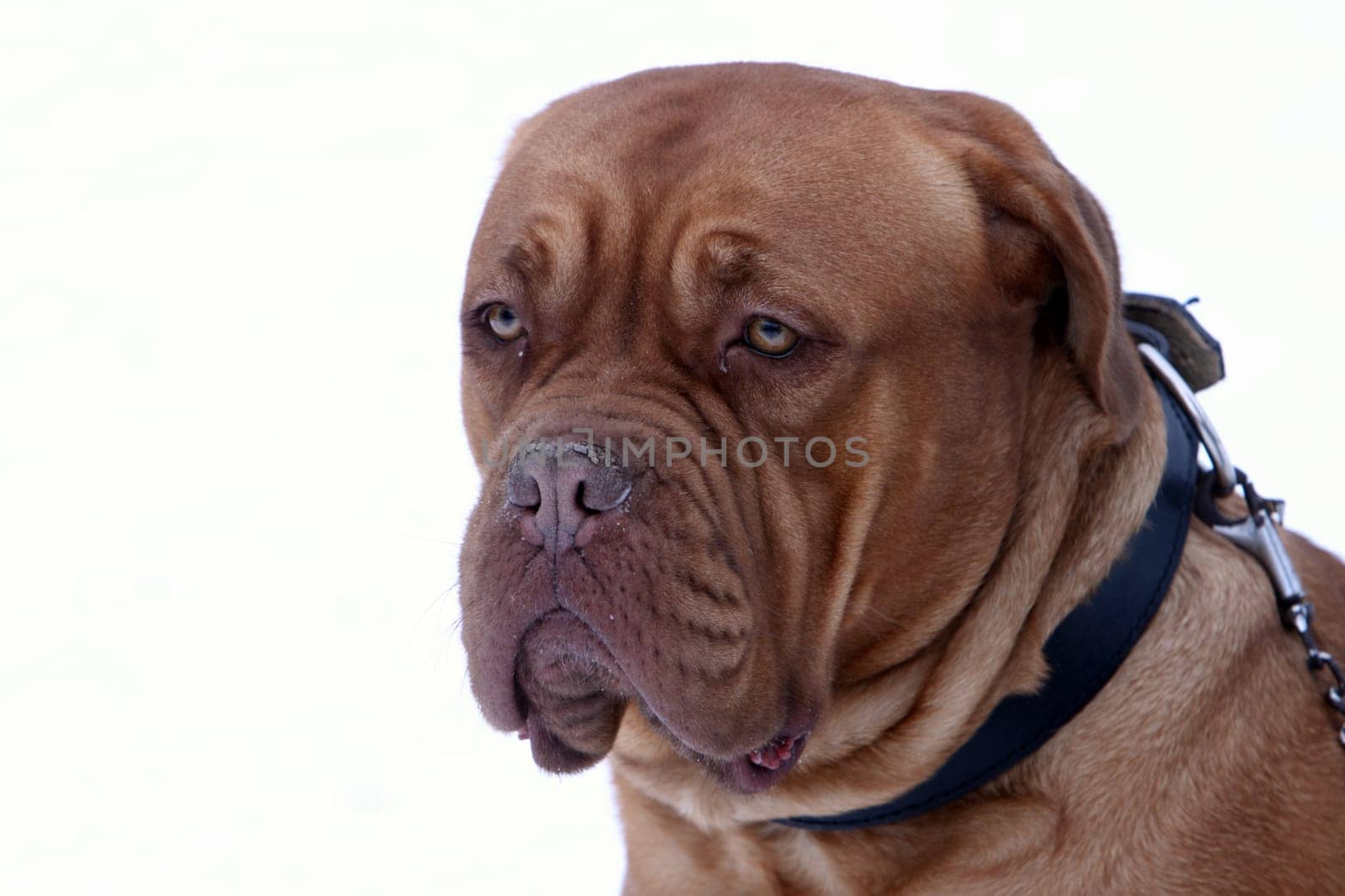 Mastiff Portrait