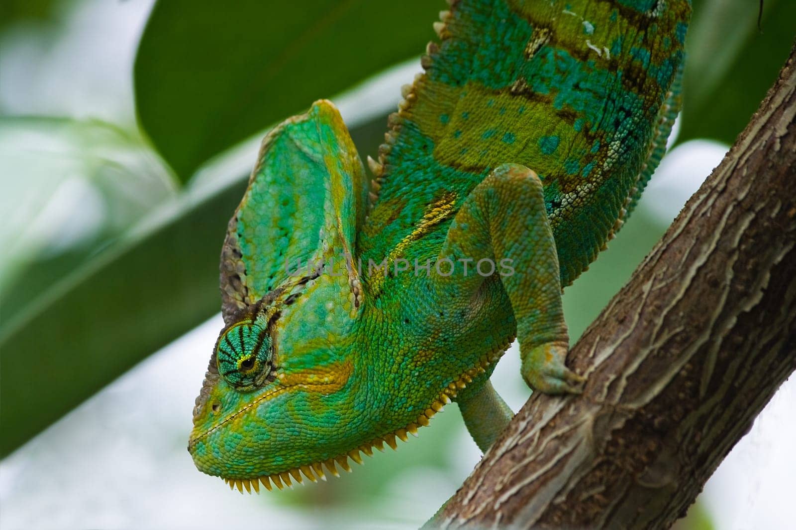 Jemen chameleon climbing in tree