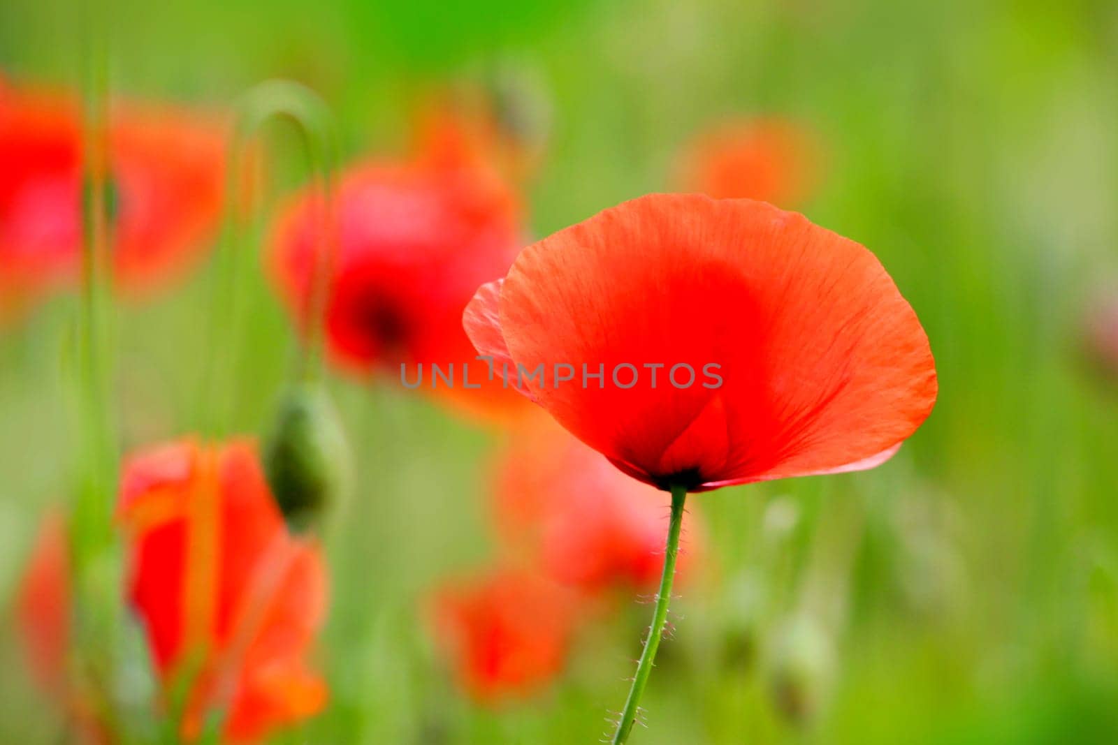 poppies