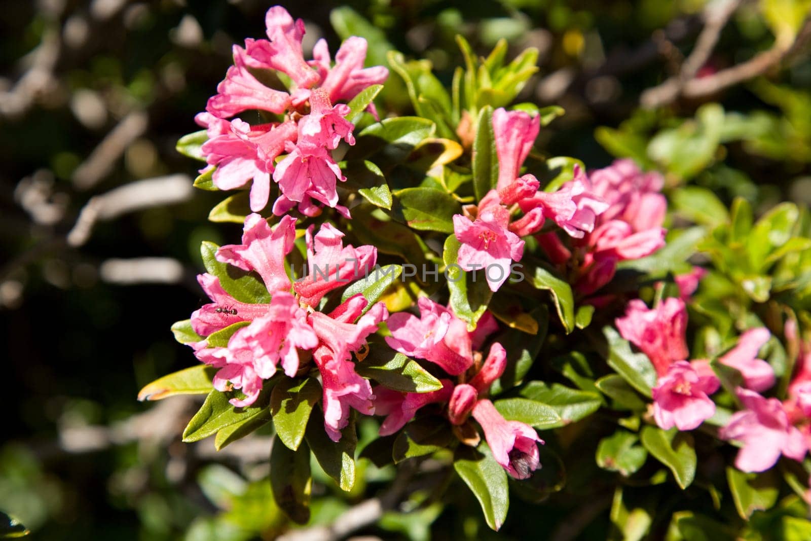 Rhododendron