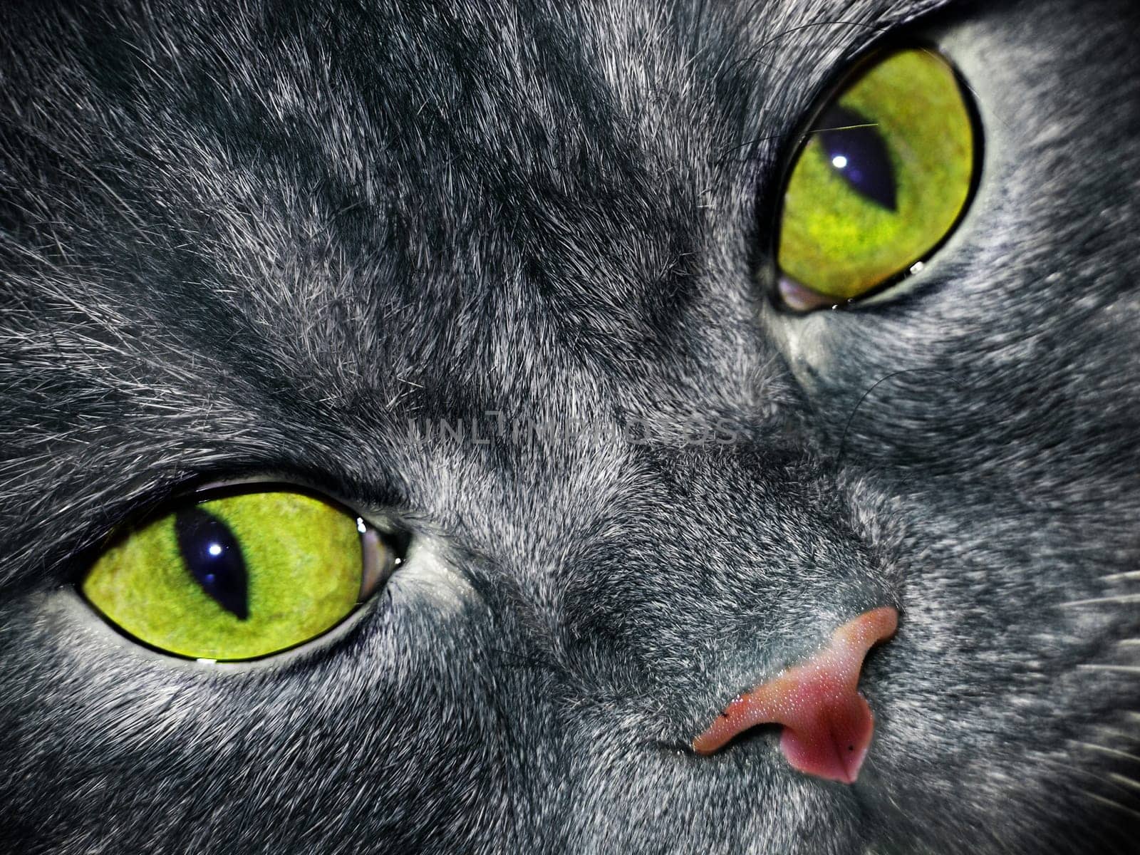 (cat animal) without big