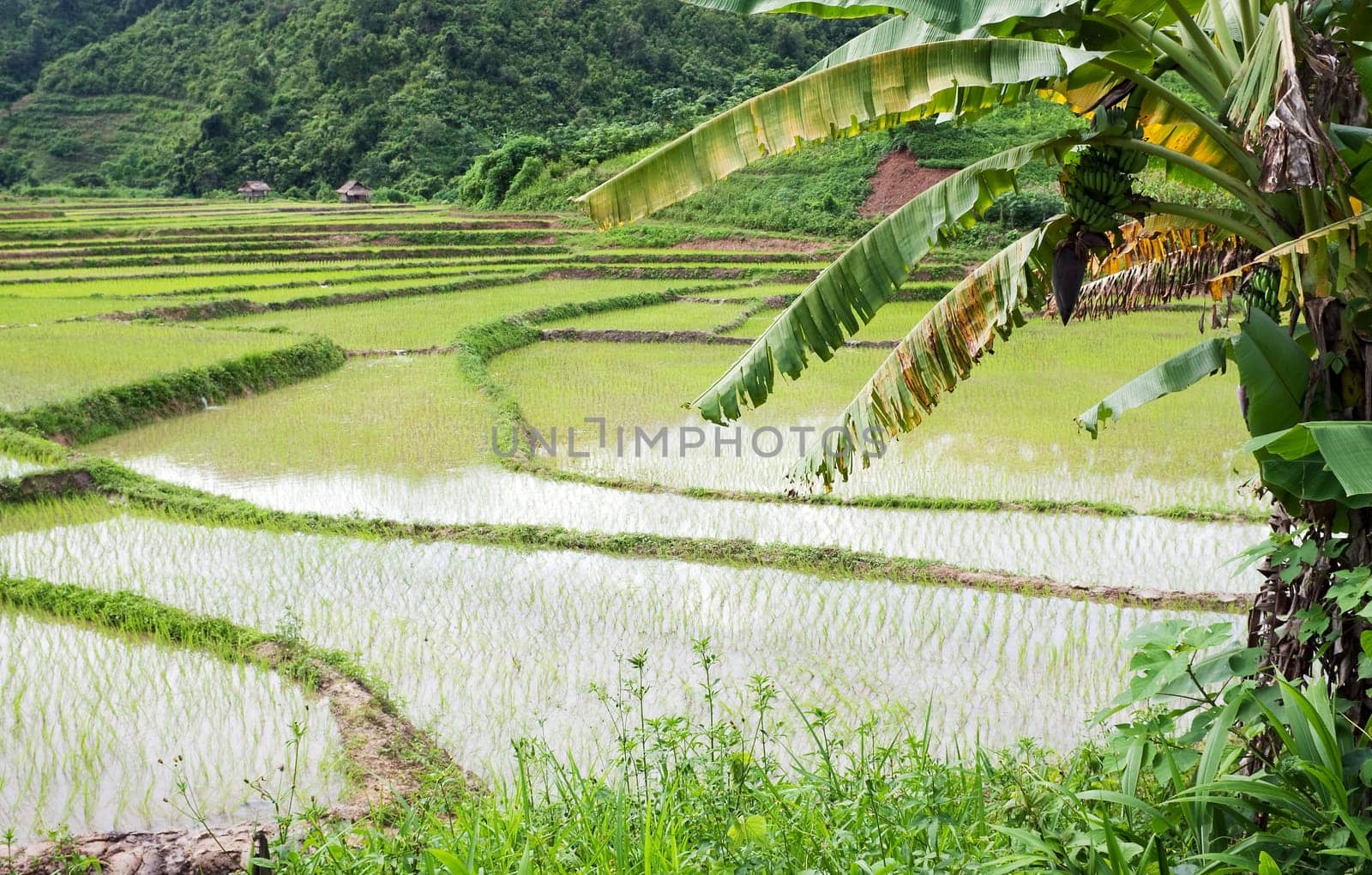 Rice field in Laos
