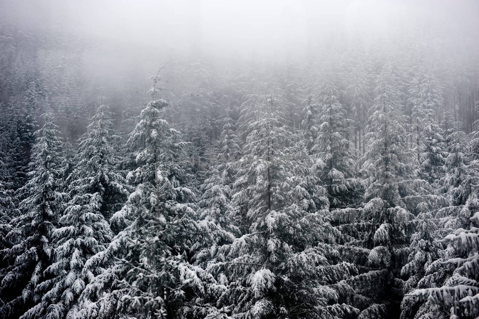 Black Forest Germany
