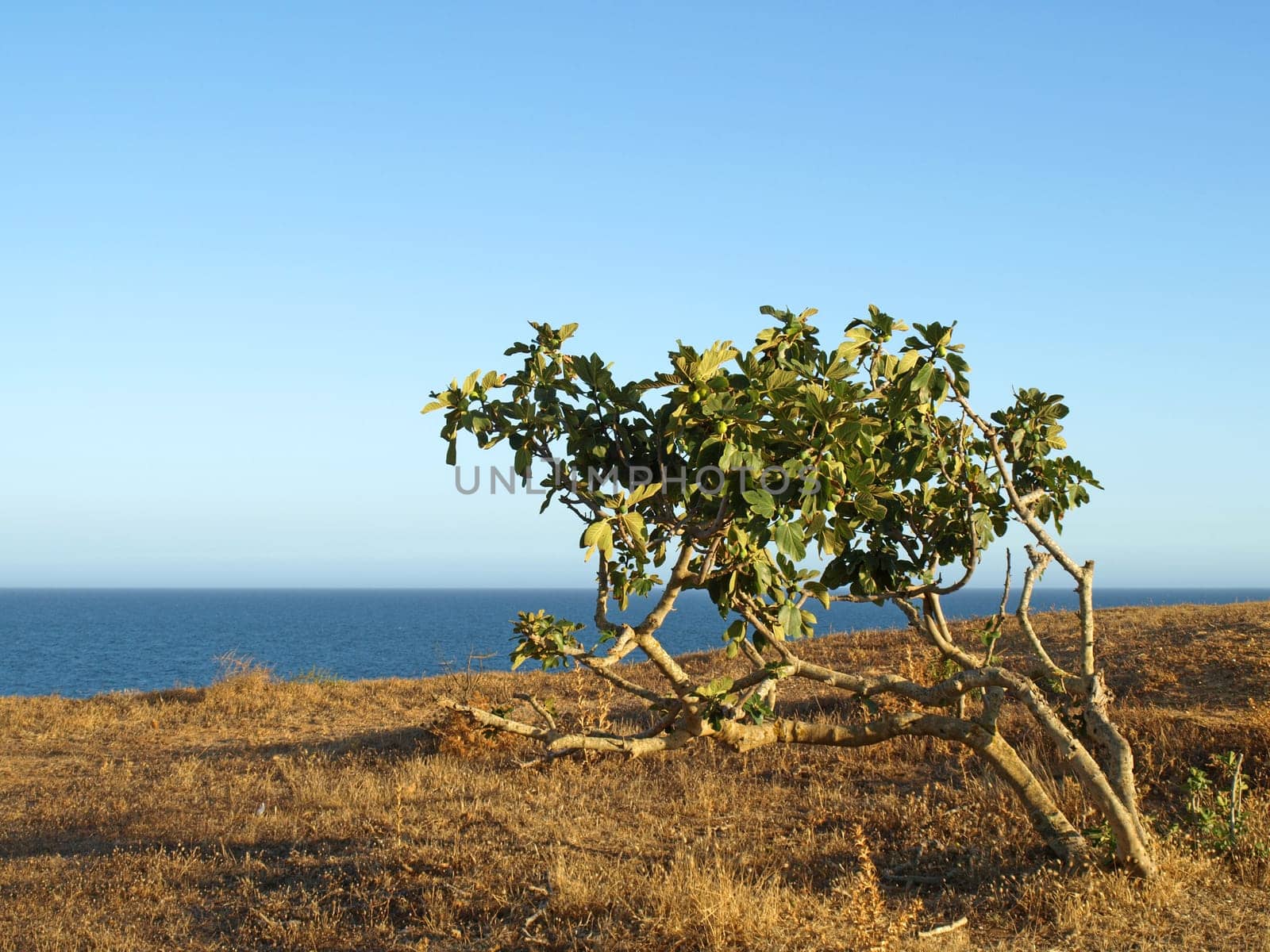Olive bush in Portugal,Algarve