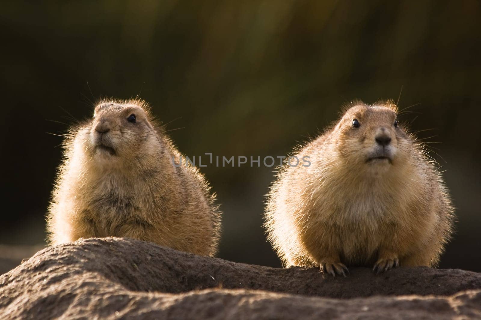 Two prairie dogs