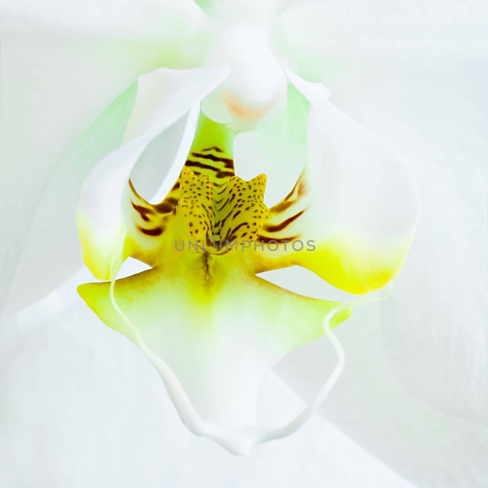Heart of White Phalaenopsis or Moth Orchid flower - square