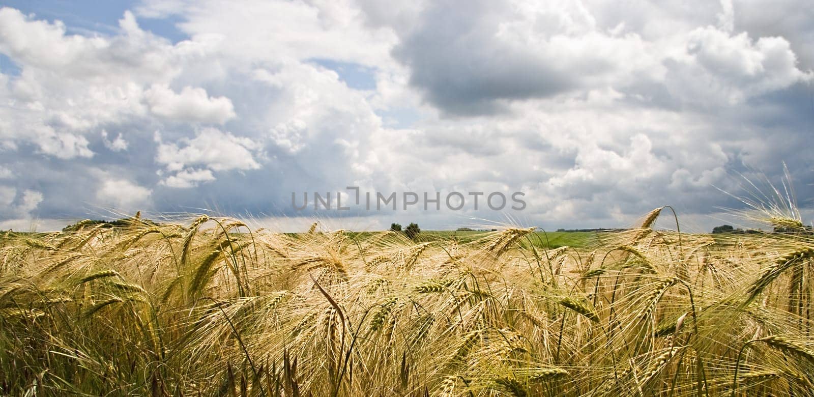 Riping grain on the fields in summer sun
