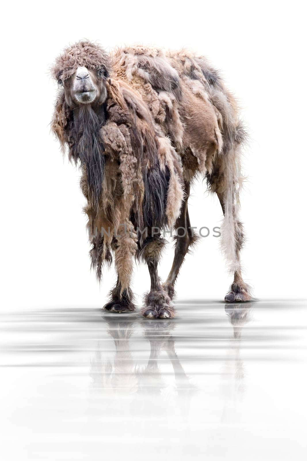 camel wd69