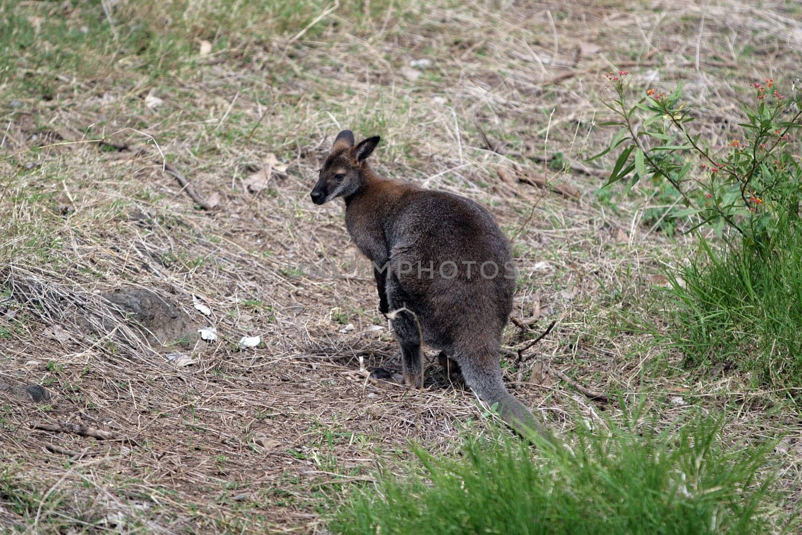 Kangaroo in nature